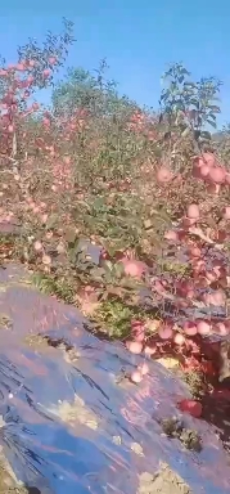 辽宁寒富苹果即将上市