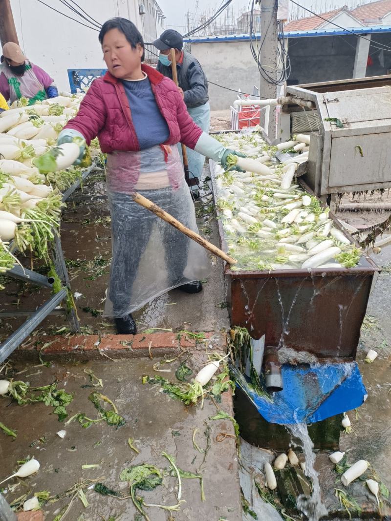白萝卜大量供应水洗加工发市场电商加工厂