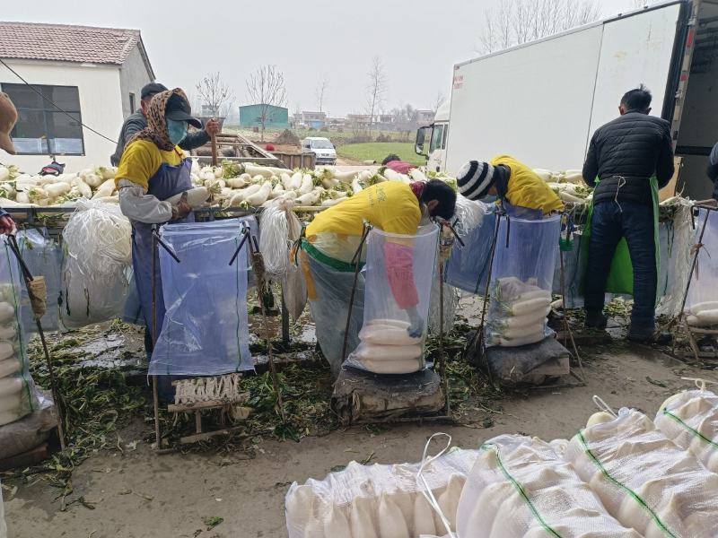 白萝卜大量供应水洗加工发市场电商加工厂