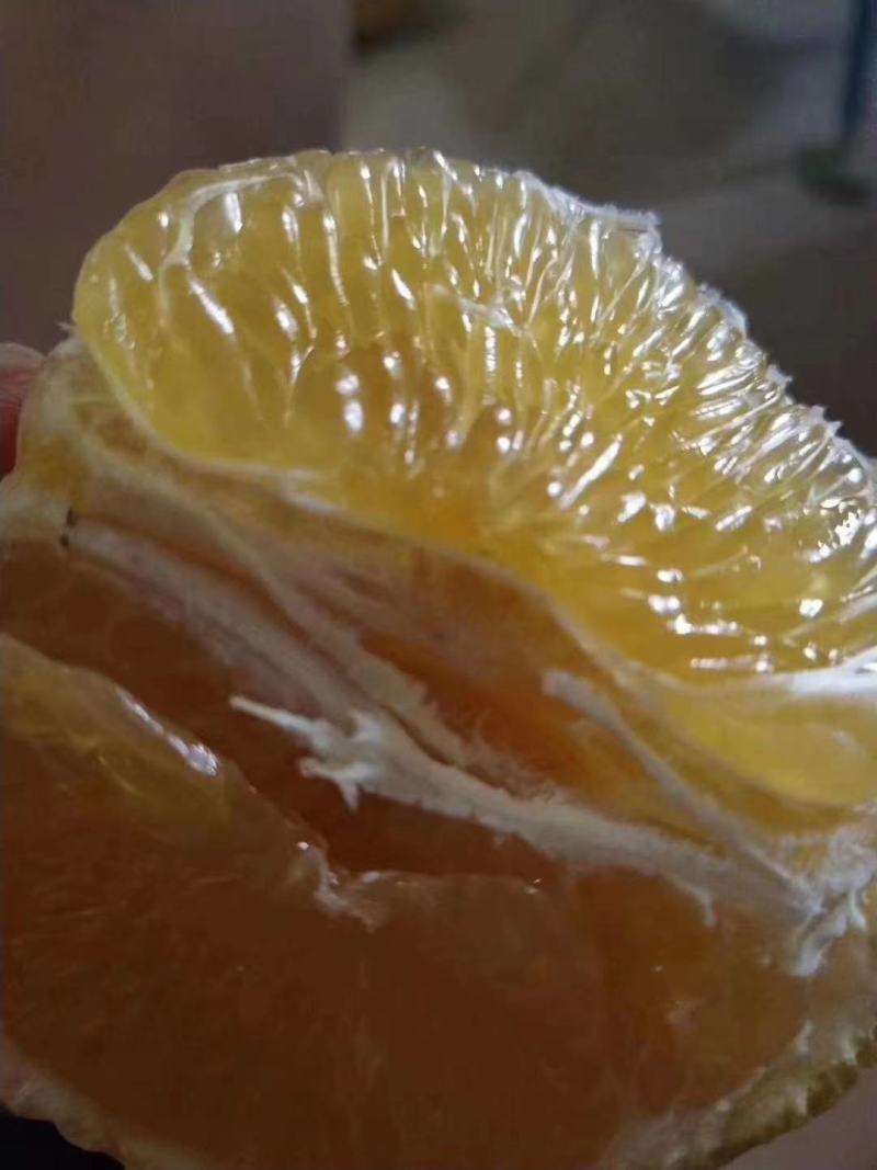 葡萄柚