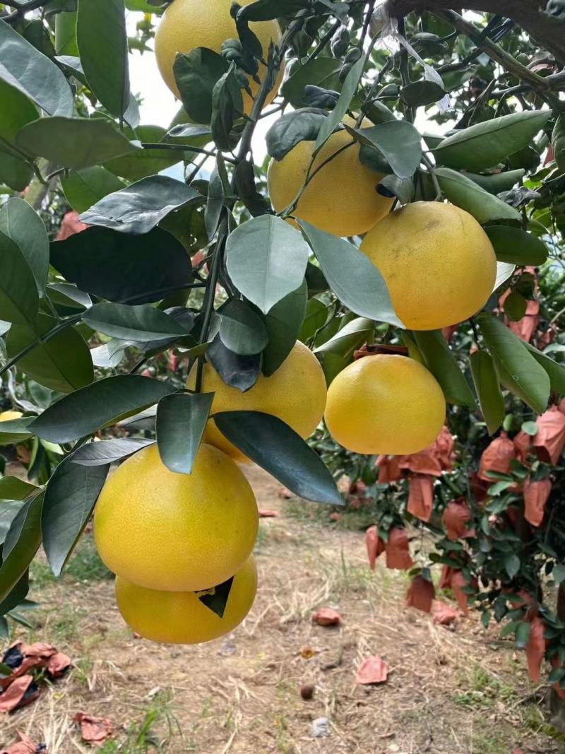 葡萄柚