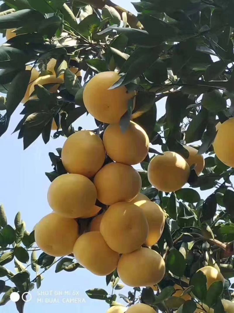 葡萄柚