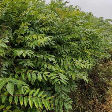 湖北省利川市，香椿苗基地，这种香椿芽是可以吃的，树苗长得