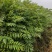 湖北省利川市，香椿苗基地，这种香椿芽是可以吃的，树苗长得