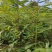 湖北省利川市，香椿苗基地，这种香椿芽是可以吃的，树苗长得
