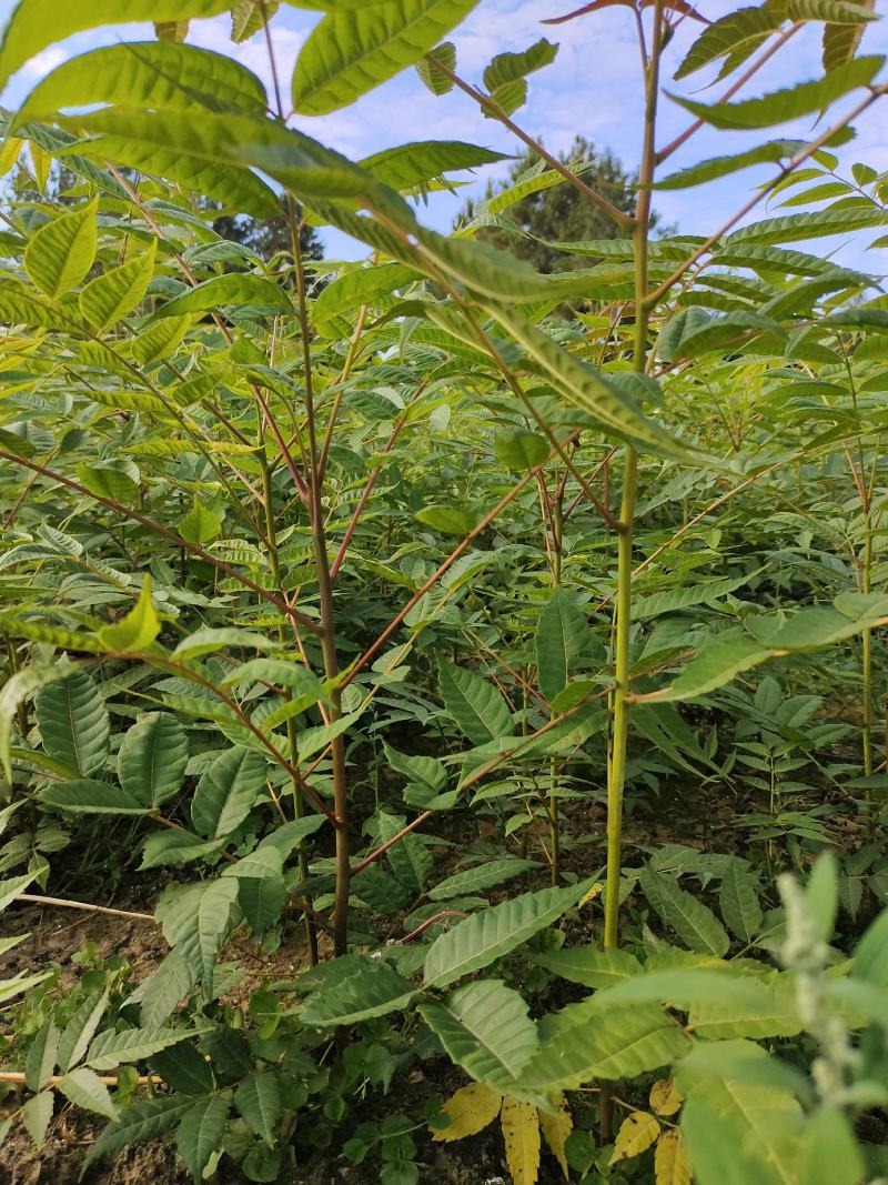 湖北省利川市，香椿苗基地，这种香椿芽是可以吃的，树苗长得