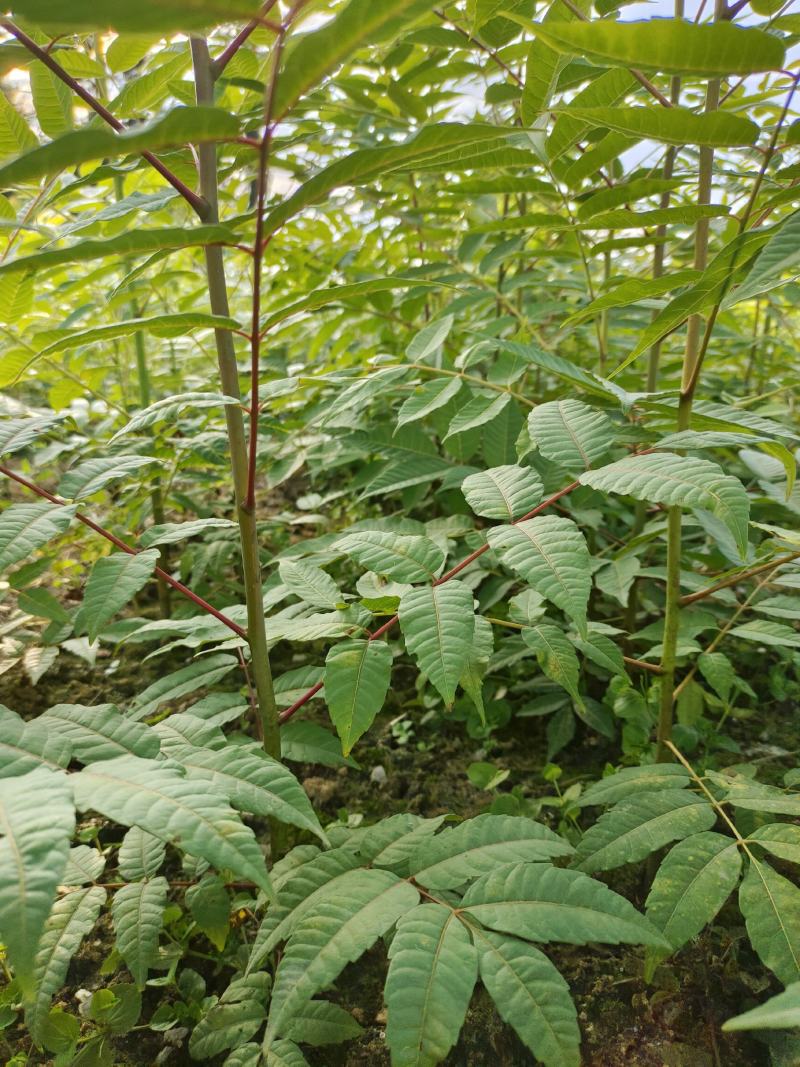 湖北省利川市，香椿苗基地，这种香椿芽是可以吃的，树苗长得