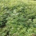 湖北省利川市，香椿苗基地，这种香椿芽是可以吃的，树苗长得
