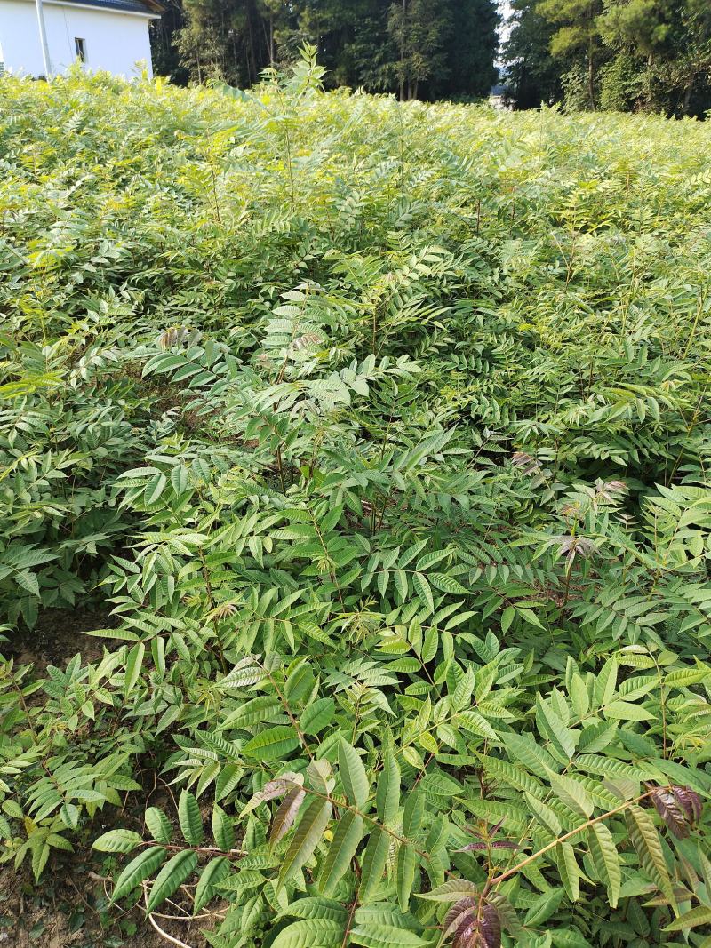 湖北省利川市，香椿苗基地，这种香椿芽是可以吃的，树苗长得