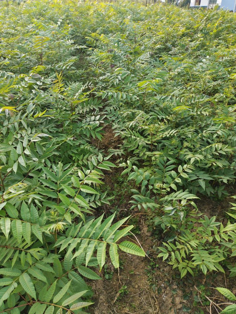 湖北省利川市，香椿苗基地，这种香椿芽是可以吃的，树苗长得