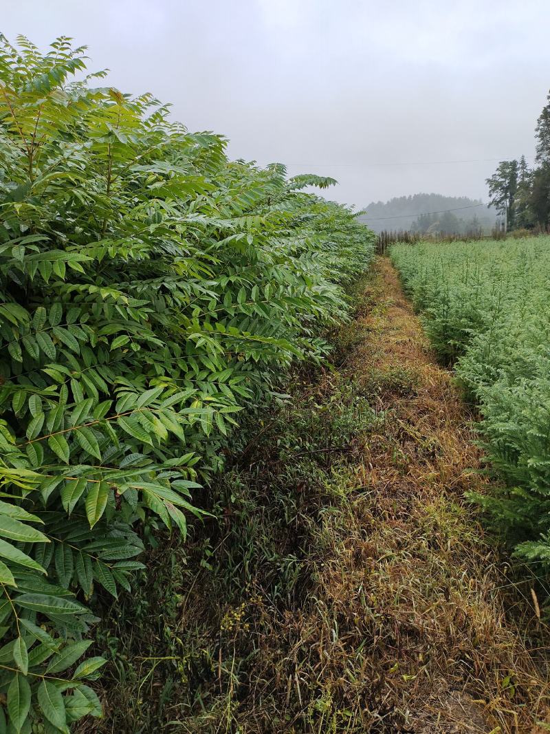 湖北省利川市，香椿苗基地，这种香椿芽是可以吃的，树苗长得