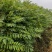 湖北省利川市，香椿苗基地，这种香椿芽是可以吃的，树苗长得