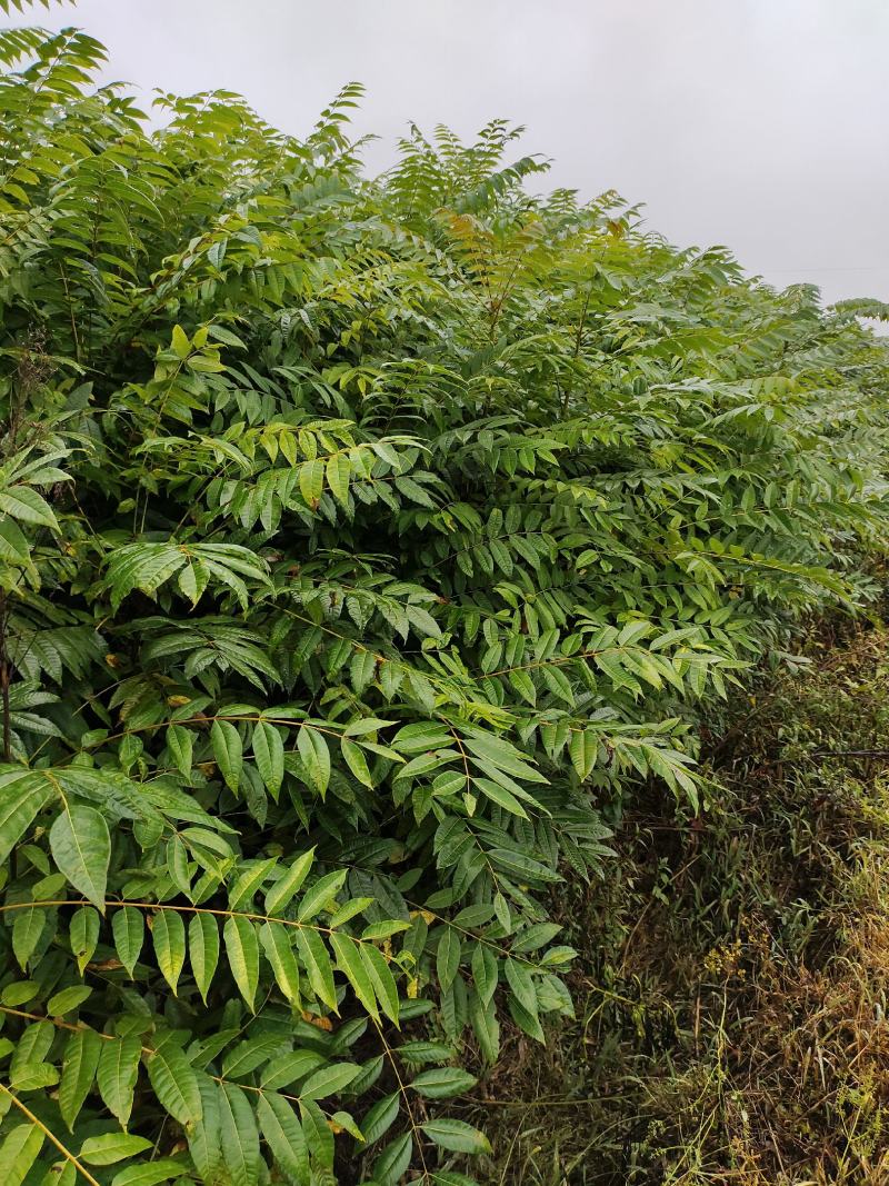 湖北省利川市，香椿苗基地，这种香椿芽是可以吃的，树苗长得