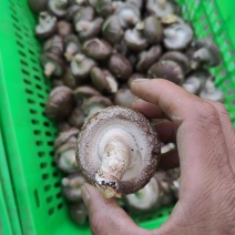 河北干香菇自产自销可实地考察保质保量