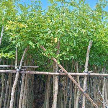 海南黄花梨