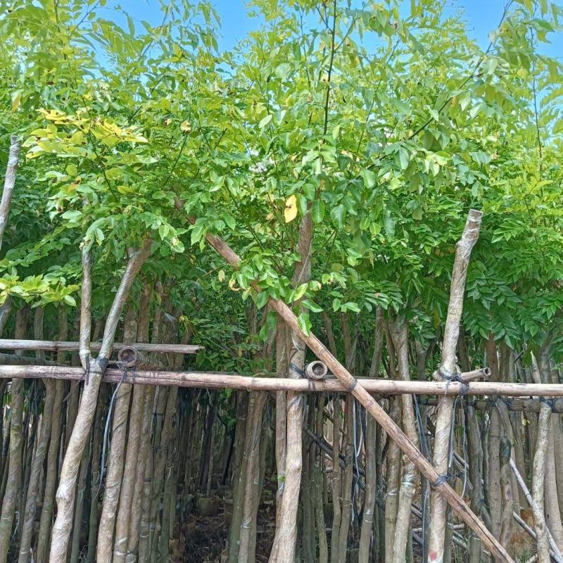 海南黄花梨