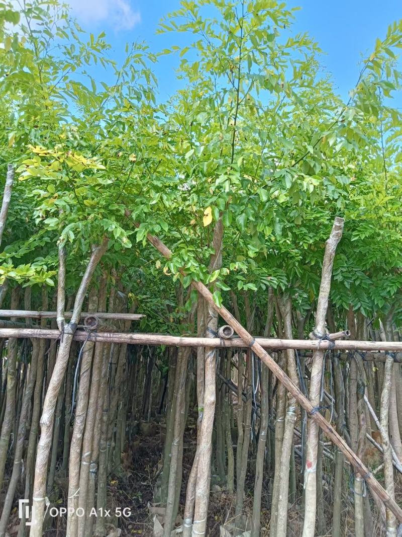 海南黄花梨