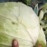 包包菜
