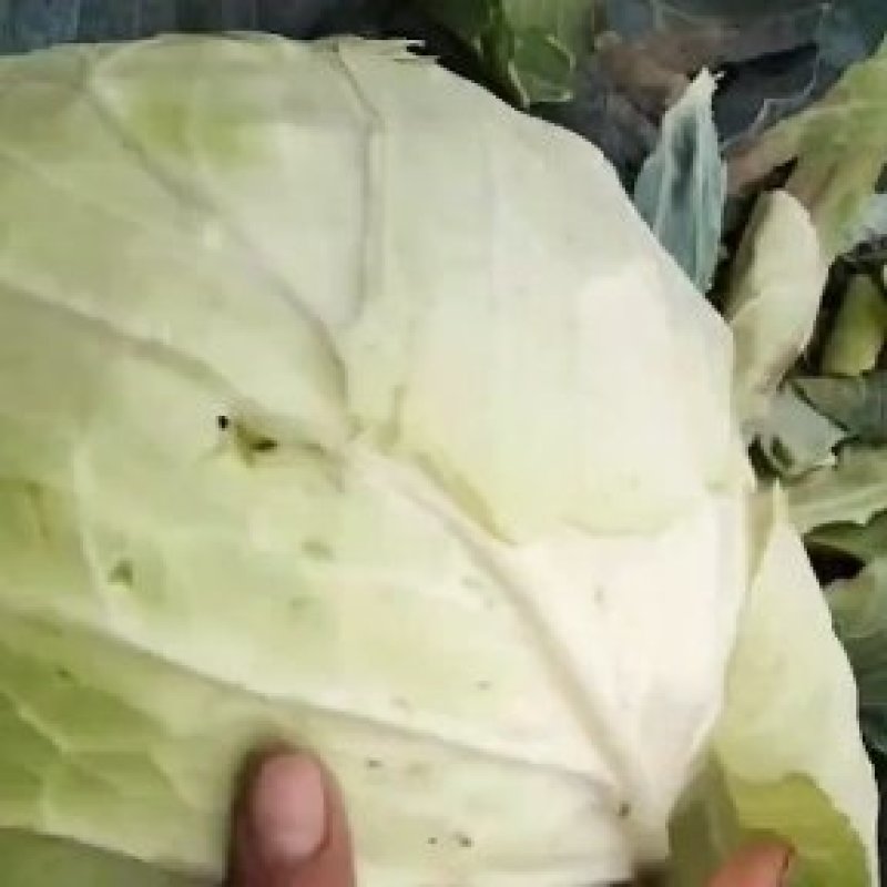 包包菜