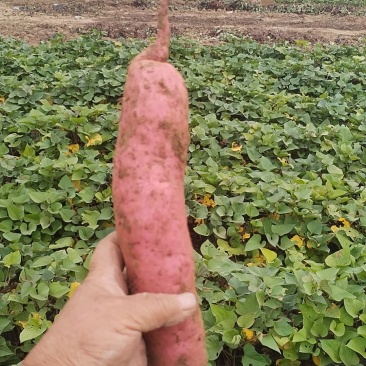 回健丰甜薯