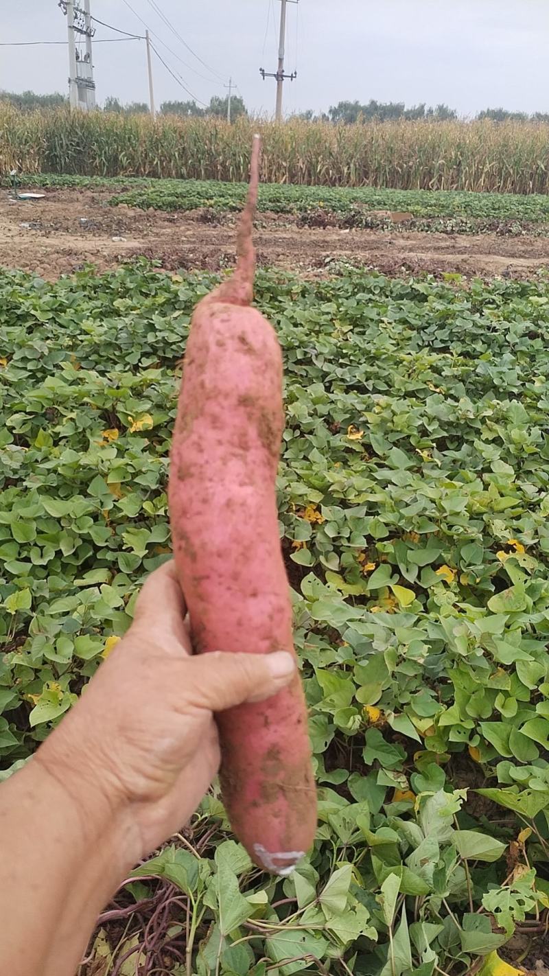 回健丰甜薯