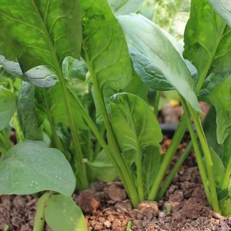 【实力供货】圆叶菠菜大叶菠菜精品菠菜一手货源可对接商超