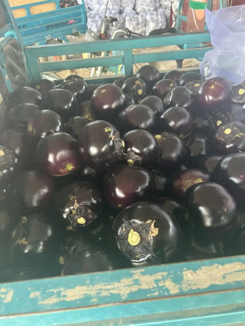 （精品）紫光圆茄，聊城一手货源，产地直销对接商超各大工厂