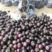 （精品）紫光圆茄，聊城一手货源，产地直销对接商超各大工厂