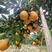 湖南纽荷尔脐橙货源量大质量保证对接各大商超市场电商