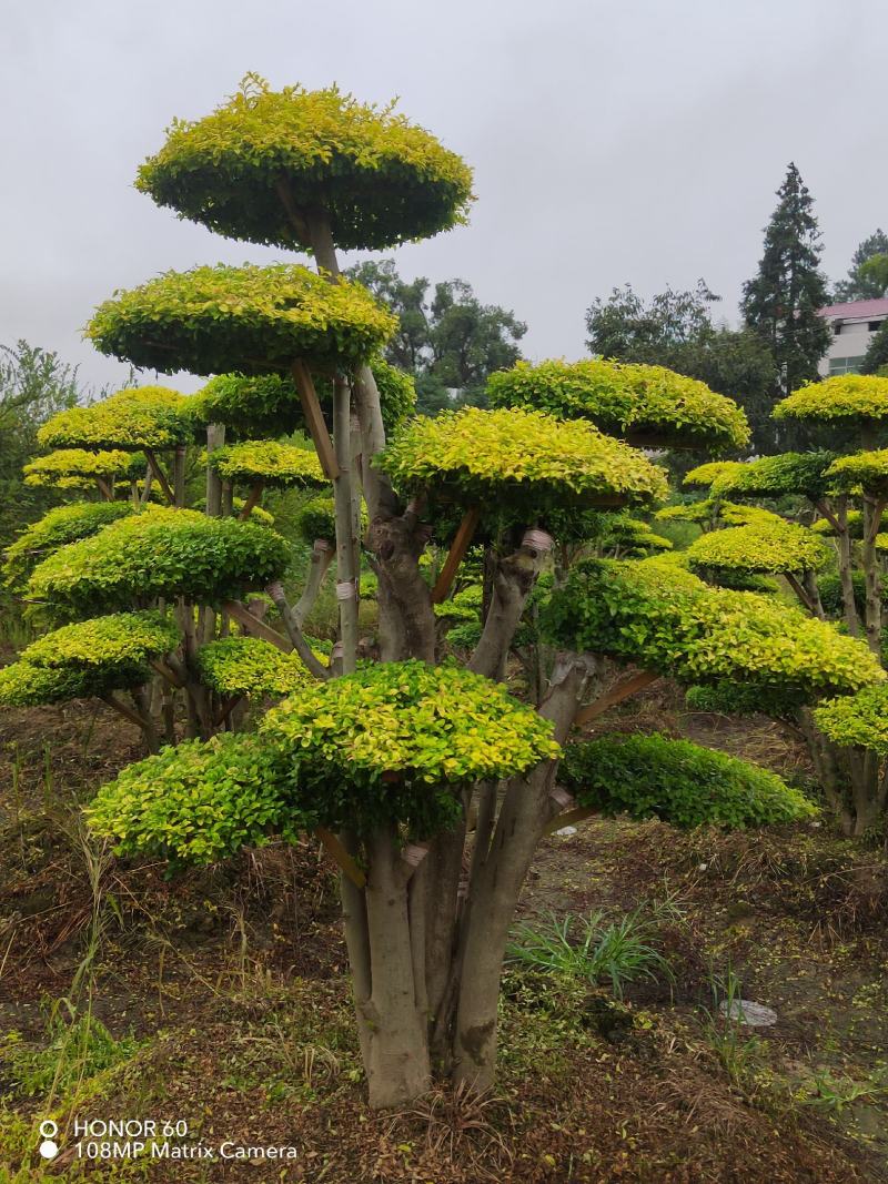 专业造型亮晶女贞