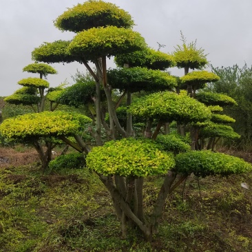 专业造型亮晶女贞