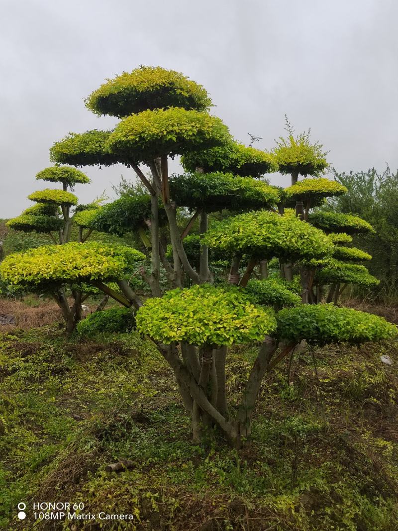专业造型亮晶女贞