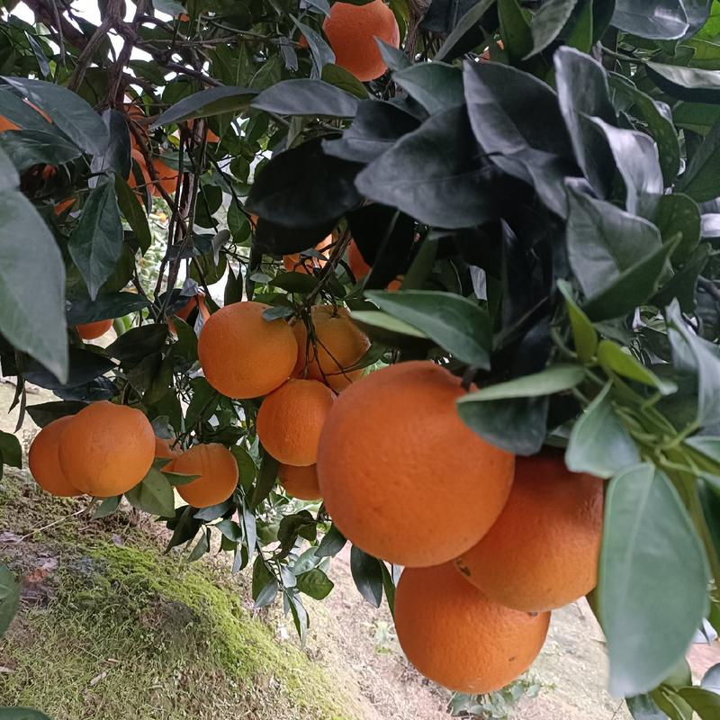 湖南纽荷尔脐橙货源量大质量保证对接各大商超市场电商
