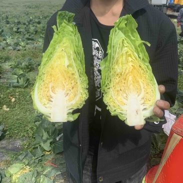 精品牛心甘蓝