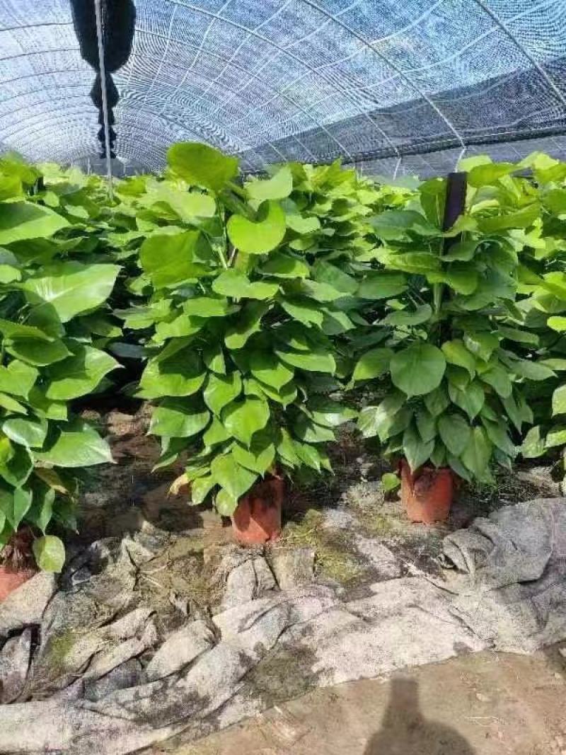 绿萝柱基地直销。品质保证