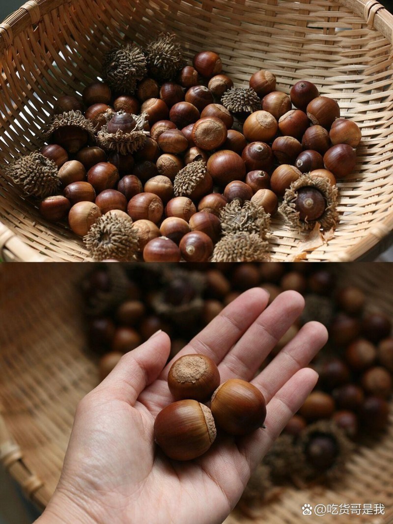 河南橡子