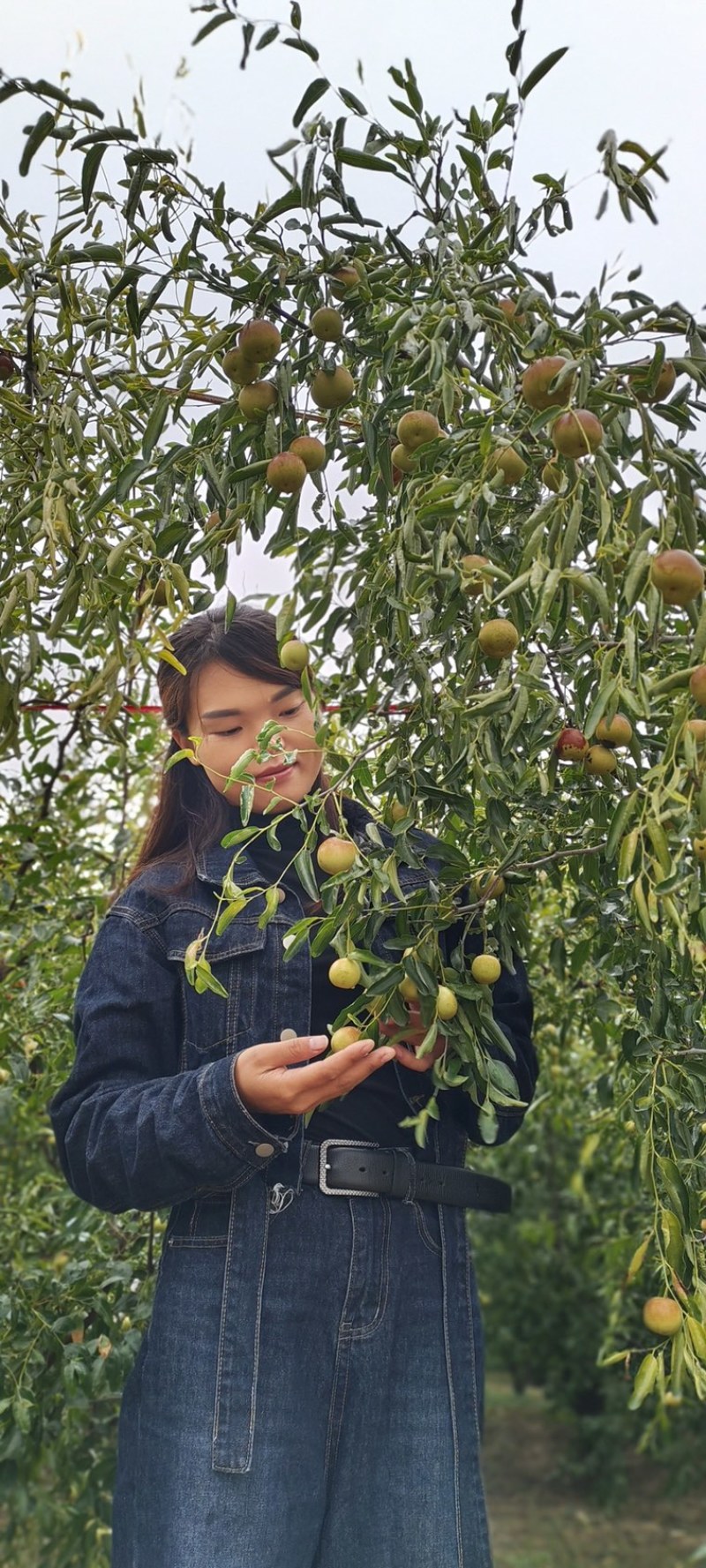 山东沾化冬枣大量上市支持各种社区团购