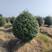 2米冠幅鹅蛋形红叶石楠球基地自产自销