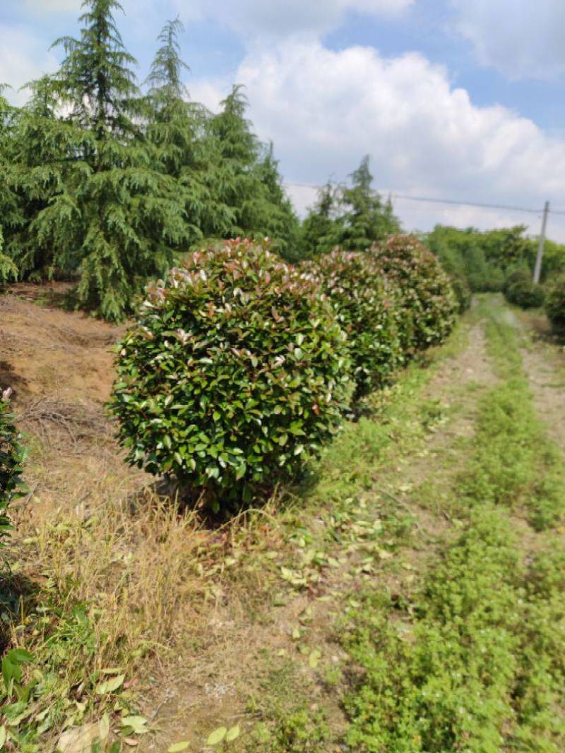 红叶石楠批发1.8米冠幅鹅蛋形红叶石楠球基地自产自销