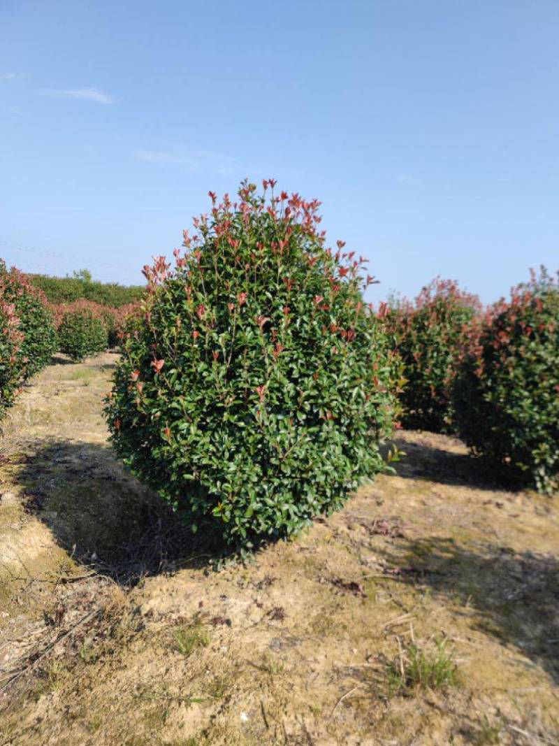 红叶石楠批发1.8米冠幅鹅蛋形红叶石楠球基地自产自销