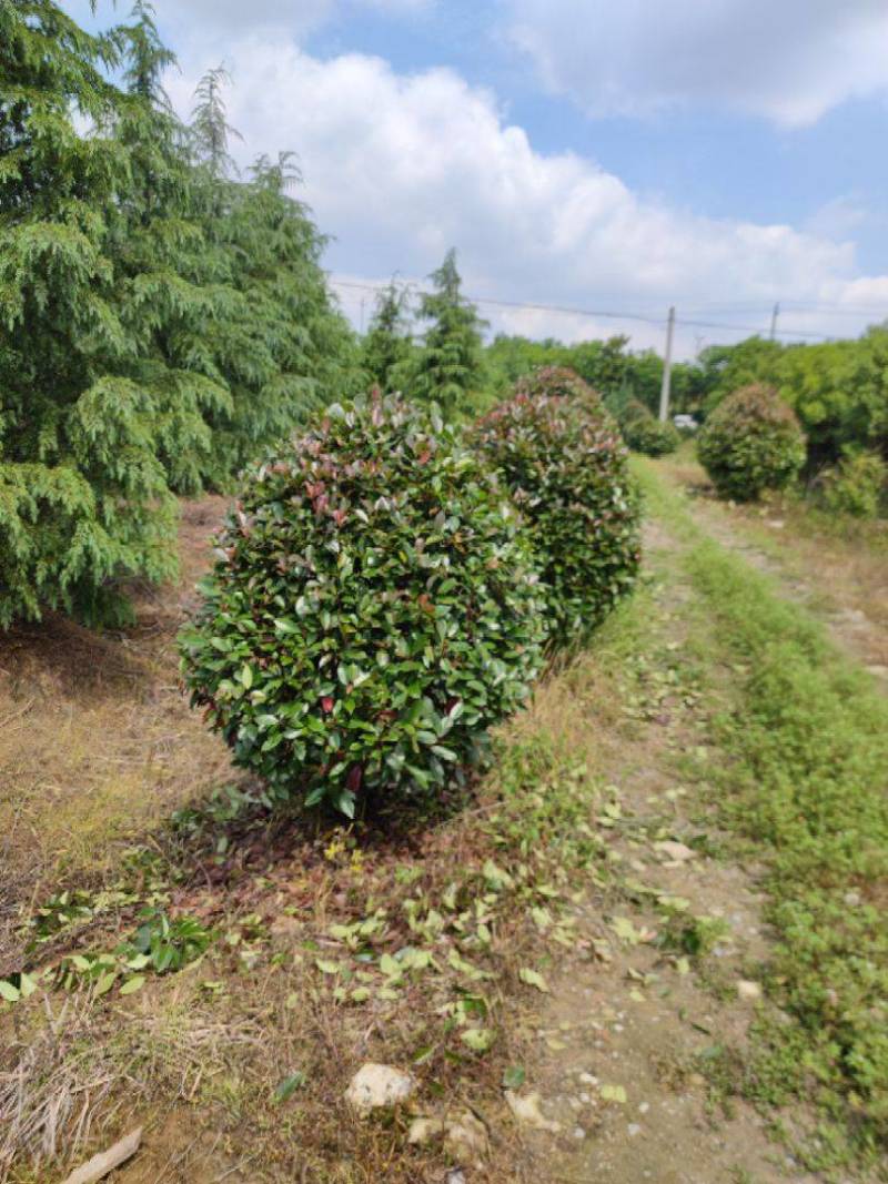红叶石楠批发1.8米冠幅鹅蛋形红叶石楠球基地自产自销