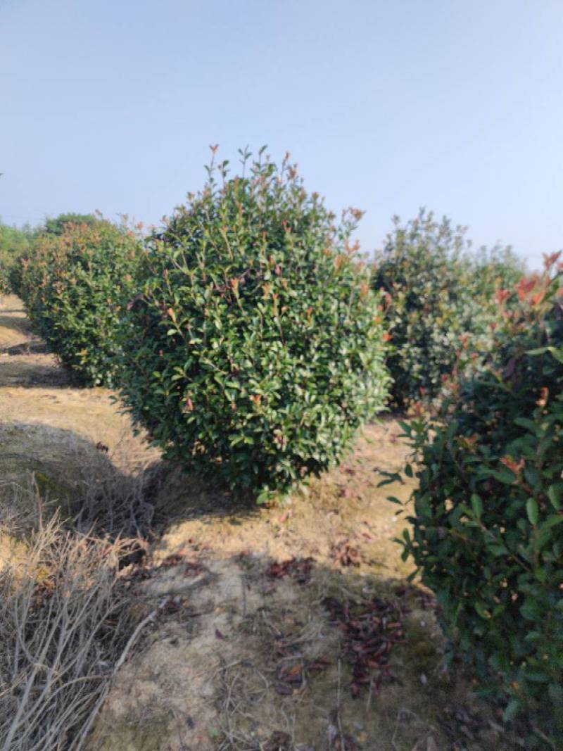 红叶石楠批发1.8米冠幅鹅蛋形红叶石楠球基地自产自销