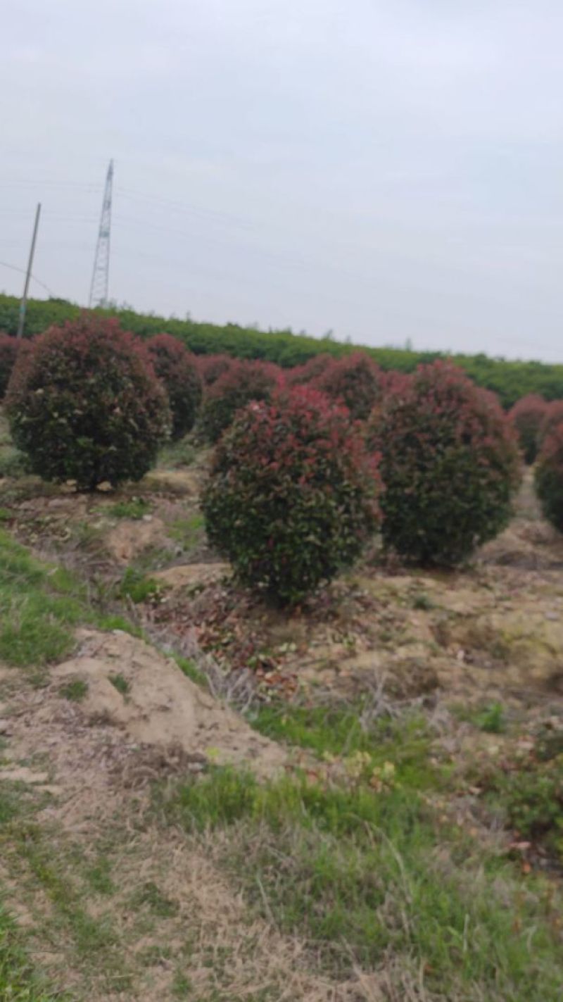 批发红叶石楠1.5米冠幅红叶石楠球品相好苗圃自产自销