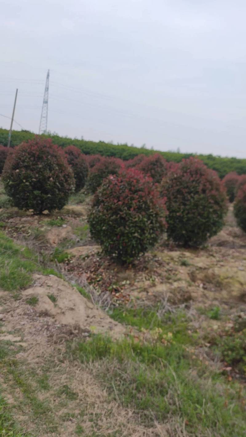 批发红叶石楠1.5米冠幅红叶石楠球品相好苗圃自产自销