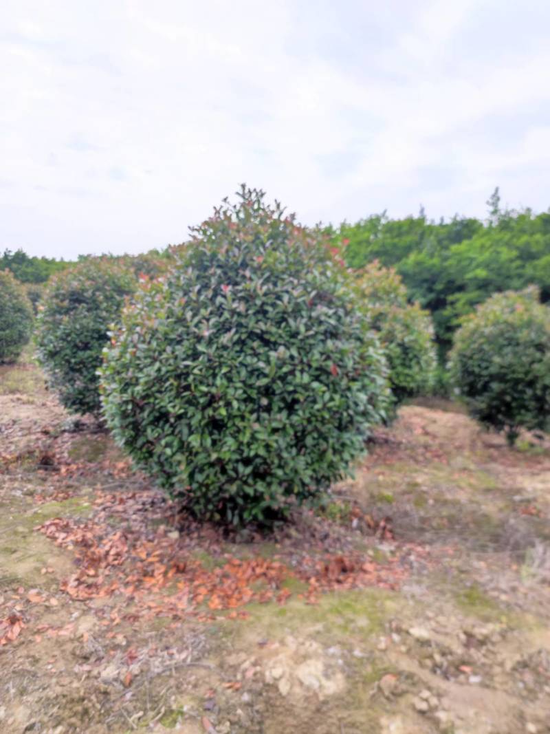 批发红叶石楠1.5米冠幅红叶石楠球品相好苗圃自产自销
