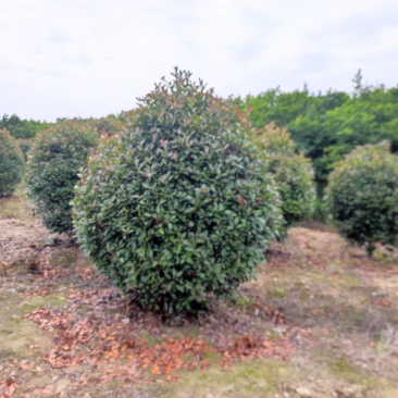 批发红叶石楠1.5米冠幅红叶石楠球品相好苗圃自产自销