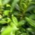 茶树苗113产地直发自家种植诚信第一欢迎来电合作