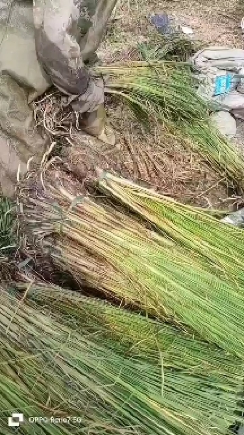 香蒲