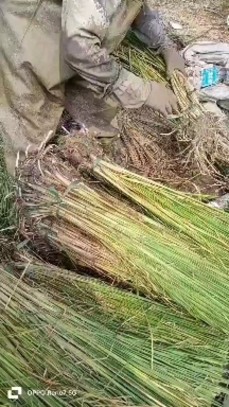 香蒲