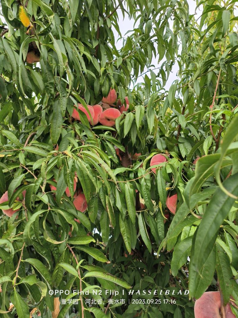 蟠桃毛蟠瑞蟠21头茬果